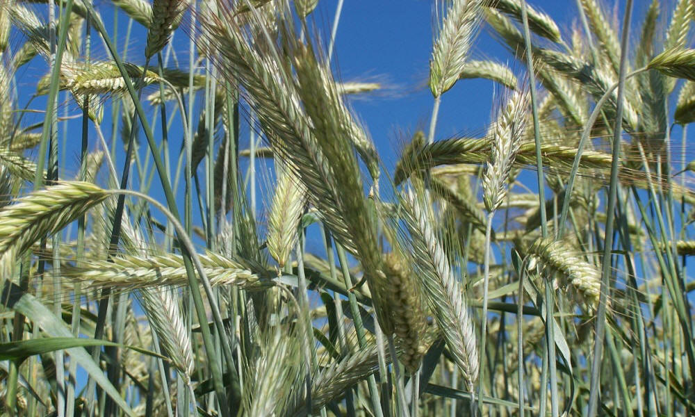 chov ozimej ražnej pšenice triticale jačmeň ovos hrach poľný fazuľa vika lucerna trávy