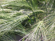 chov ozimej ražnej pšenice triticale jačmeň ovos hrach poľný fazuľa vika lucerna trávy